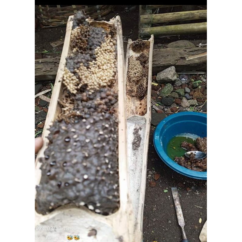 bambu bahan sarang lebah kelanceng lebah kelulut