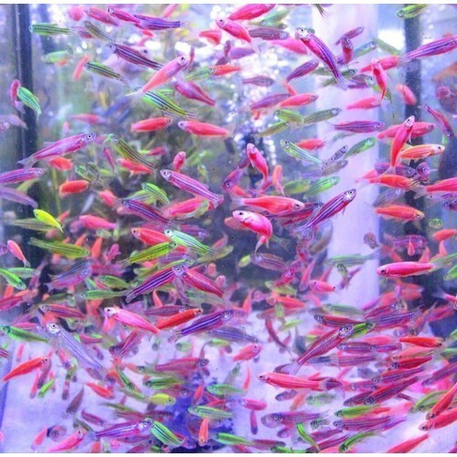 Zebra Danio - Ikan Hias Warna Warni Aquarium Aquascape KHUSUS GOJEK MEDAN