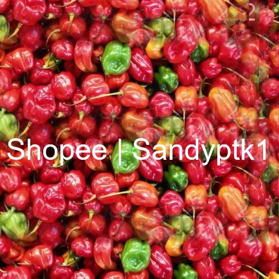 

Cabe Bakul / Lentera / Super Pedas / Terpedas / Teng Lang Cio / Teng Ten Lung Ciao