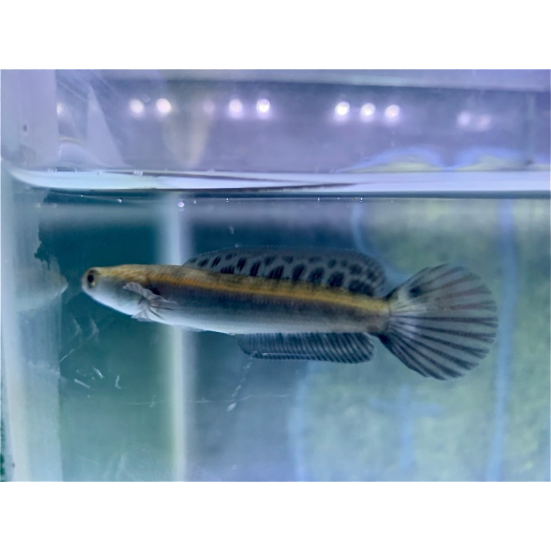 channa yellow sentarum batik