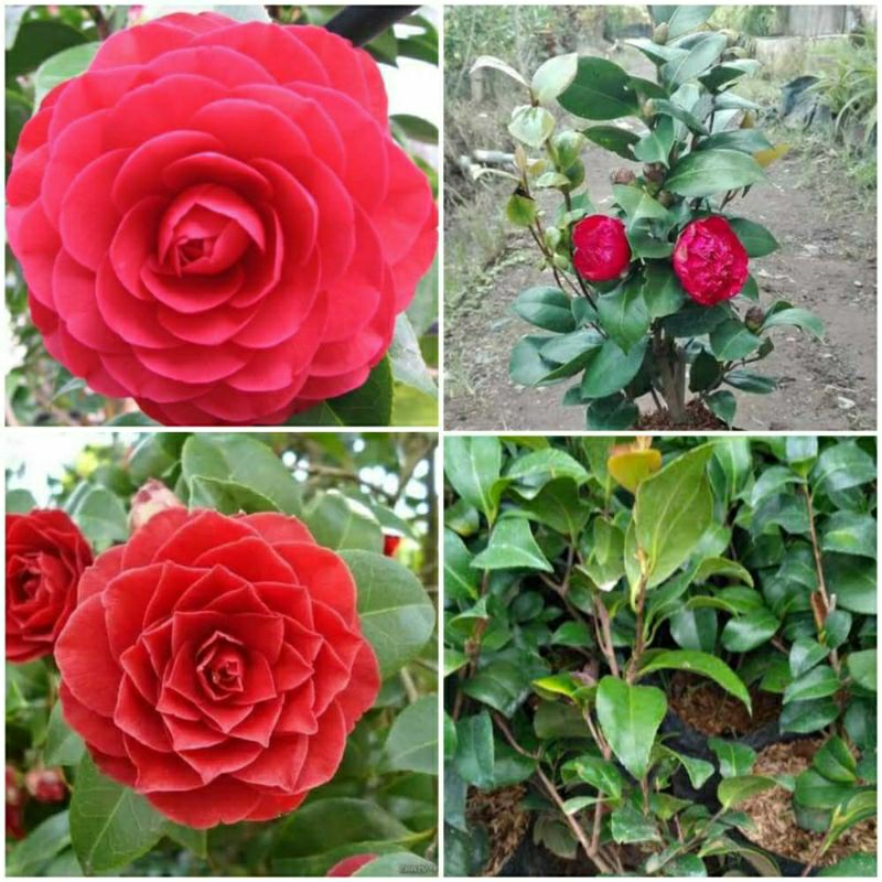 Tanaman Hias Bunga Camelia Hidup-Bibit Bunga Camelia-Camelia asli Cangkok