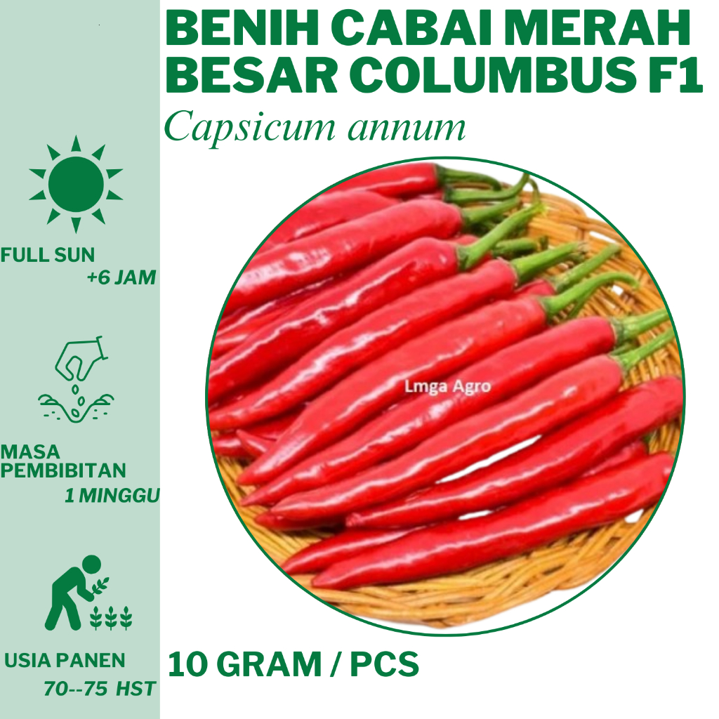 93 Benih Cabe Merah Besar Columbus F1 10 gram Cap Kapal Terbang  Bibit Unggulan Hidroponik Tanam