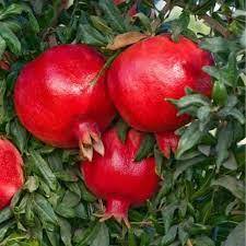 BIBIT DELIMA MERAH SUPER JUMBO