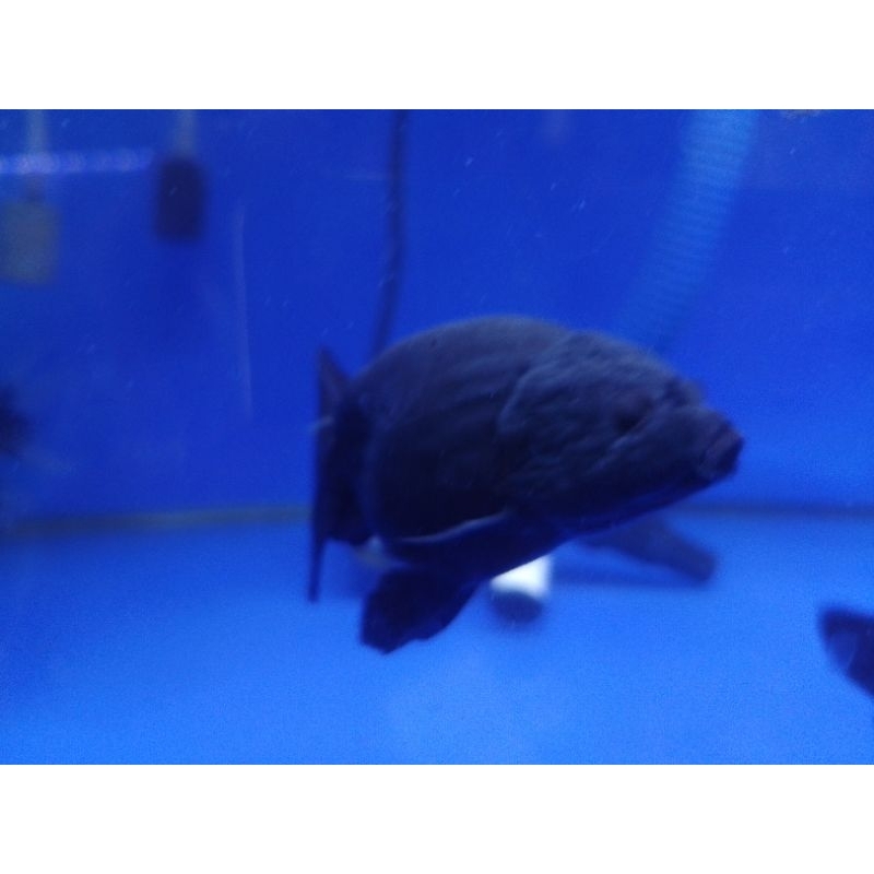 Ranchu full black