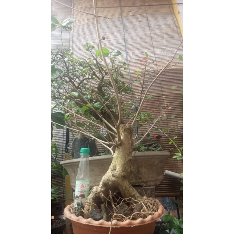 Bahan Bonsai Wahong ORI