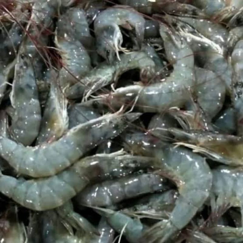 

udang basah 500gram