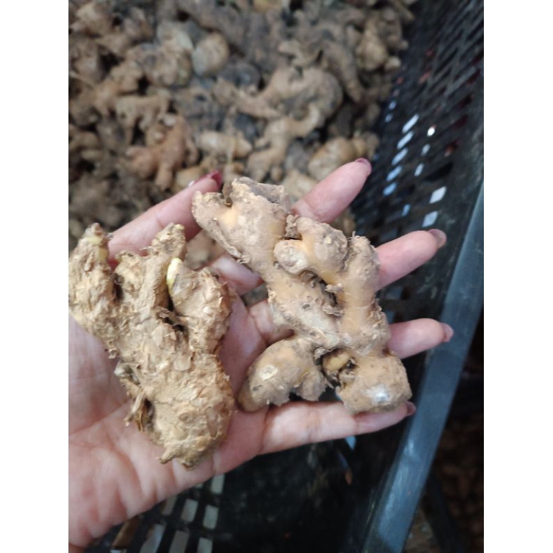 

Lempuyang/ Gamongan segar 1 kg
