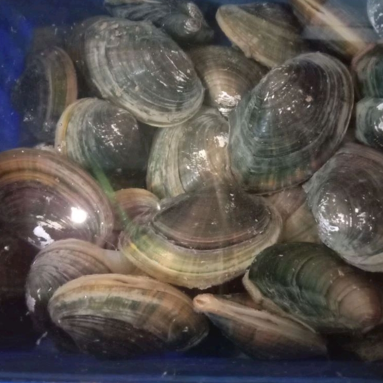 

Kerang Totok, Kerang Totok Super, 1kg Ukuran Besar