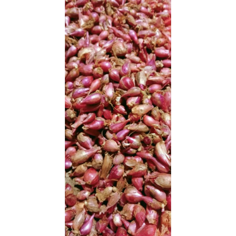 

Bawang merah Brebes kecil2 1kg