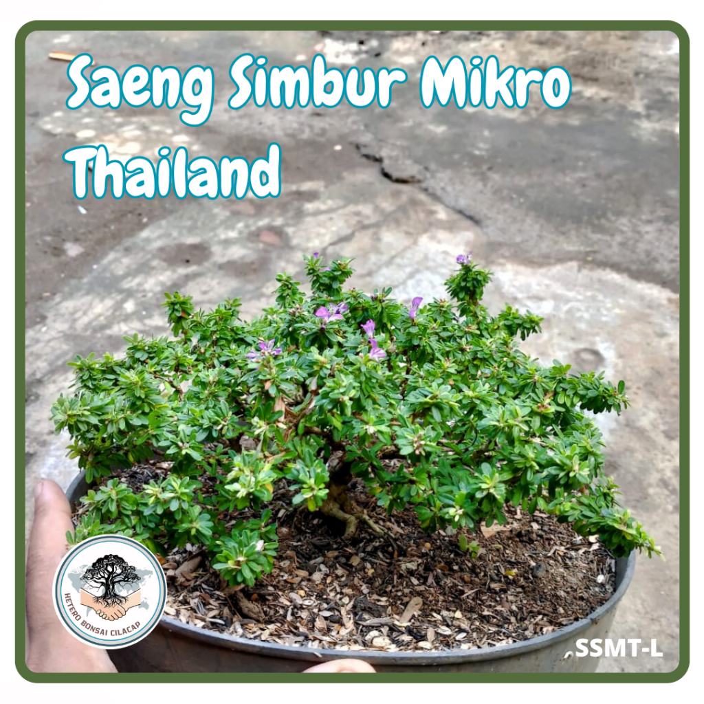 Bahan Bonsai Saeng Simbur Mikro Thailand - Mikro Vietnam Bunga Ungu