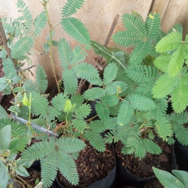 bibit putri malu bibit tanaman pohon putri malu