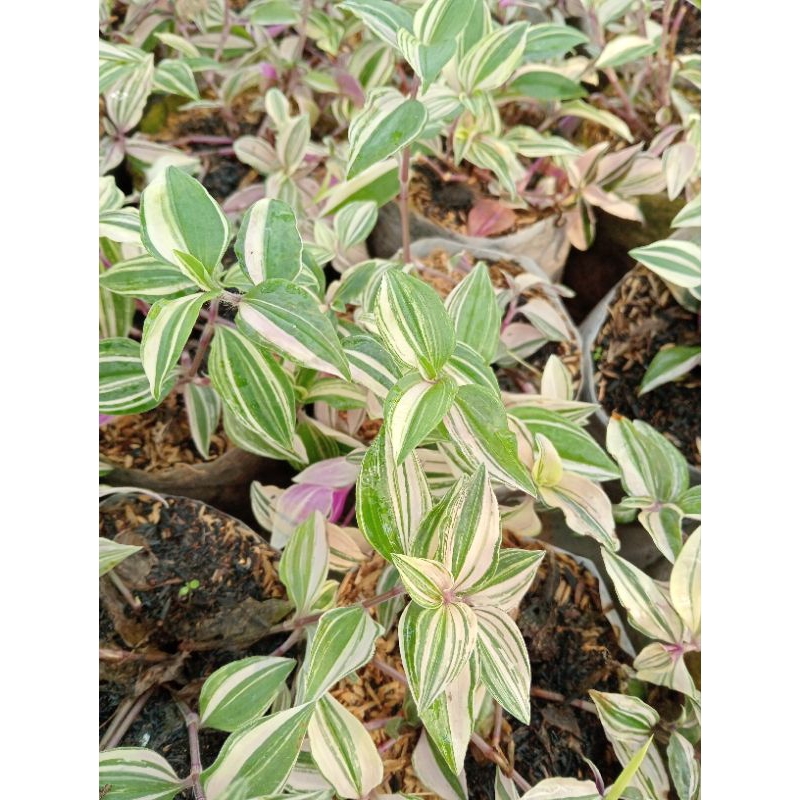 TRADESCANTIA THREE COLOUR/FLUMINENSIS