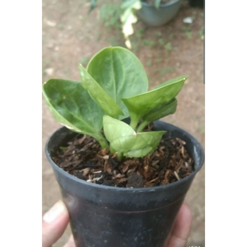 anthurium mangkok Rasputin ( roset ) koleksian