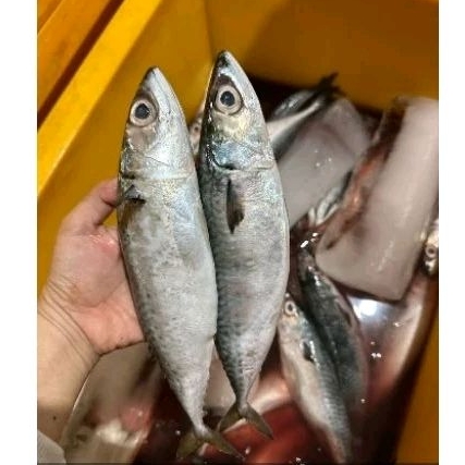 

IKAN MAKAREL SEGAR BEKU 1 KG