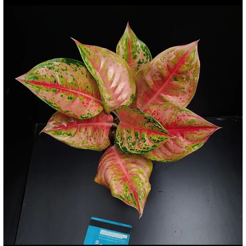 Aglonema Light Of Diamond (aglonema LOD)