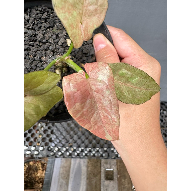 syngonium pink candy