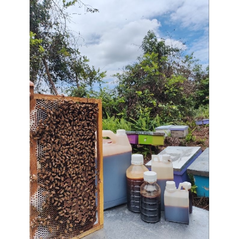 

Madu Akasia Crasicarpa 5kg (Madu Riwah)