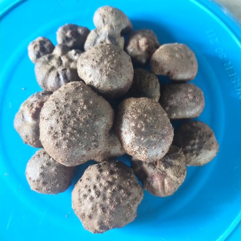 Bibit porang katak kualitas super asli dorman.