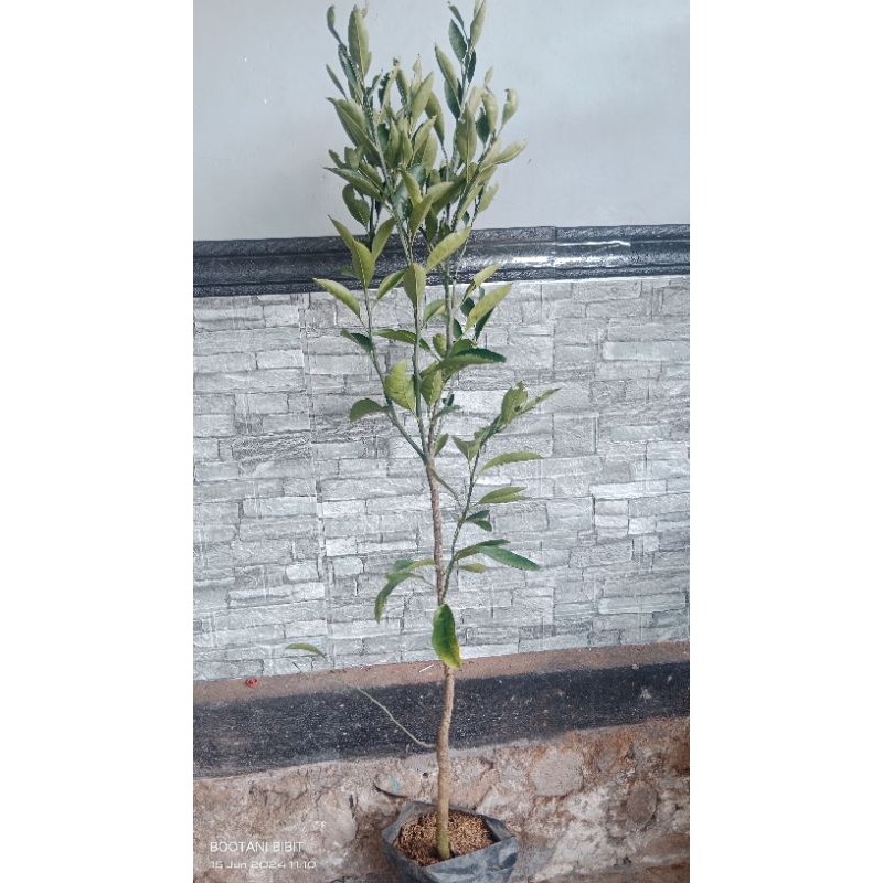 Tanaman Jeruk Satsuma Mandarin tanpa biji