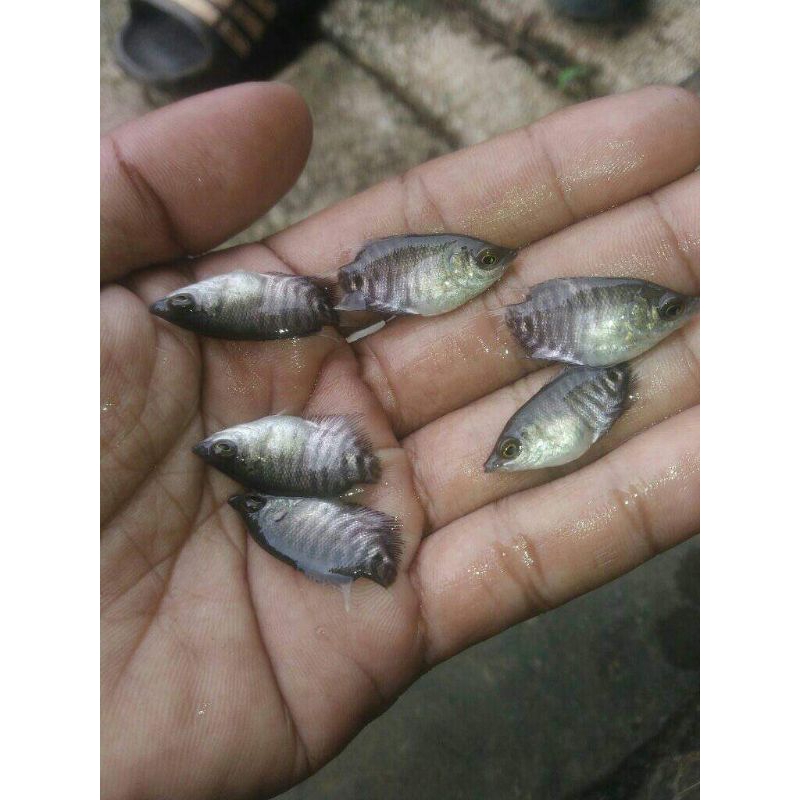 gurame soang nguku jempol paket 50 bibit gurame murah berkualitas