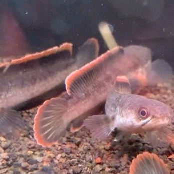 Stiker Chana limbata rim red 5-7 cm