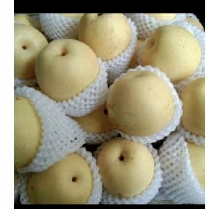 

Buah Pear Pir Century