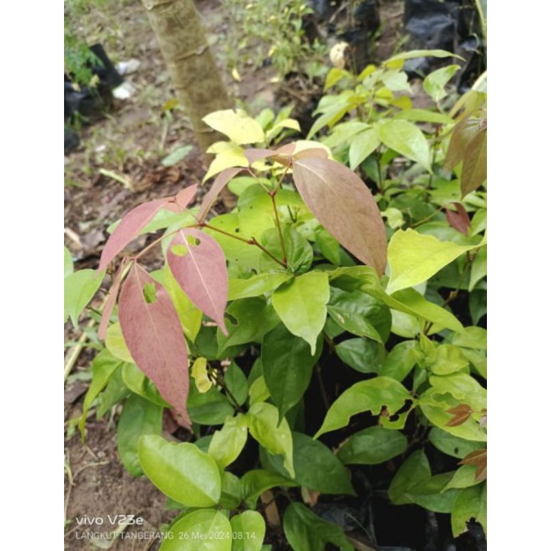 pohon jaling kabau / jolang jaling sudah tumbuh berakar dan siap tanam