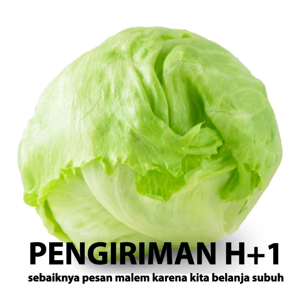 

Iceberg Lettuce sayuran segar