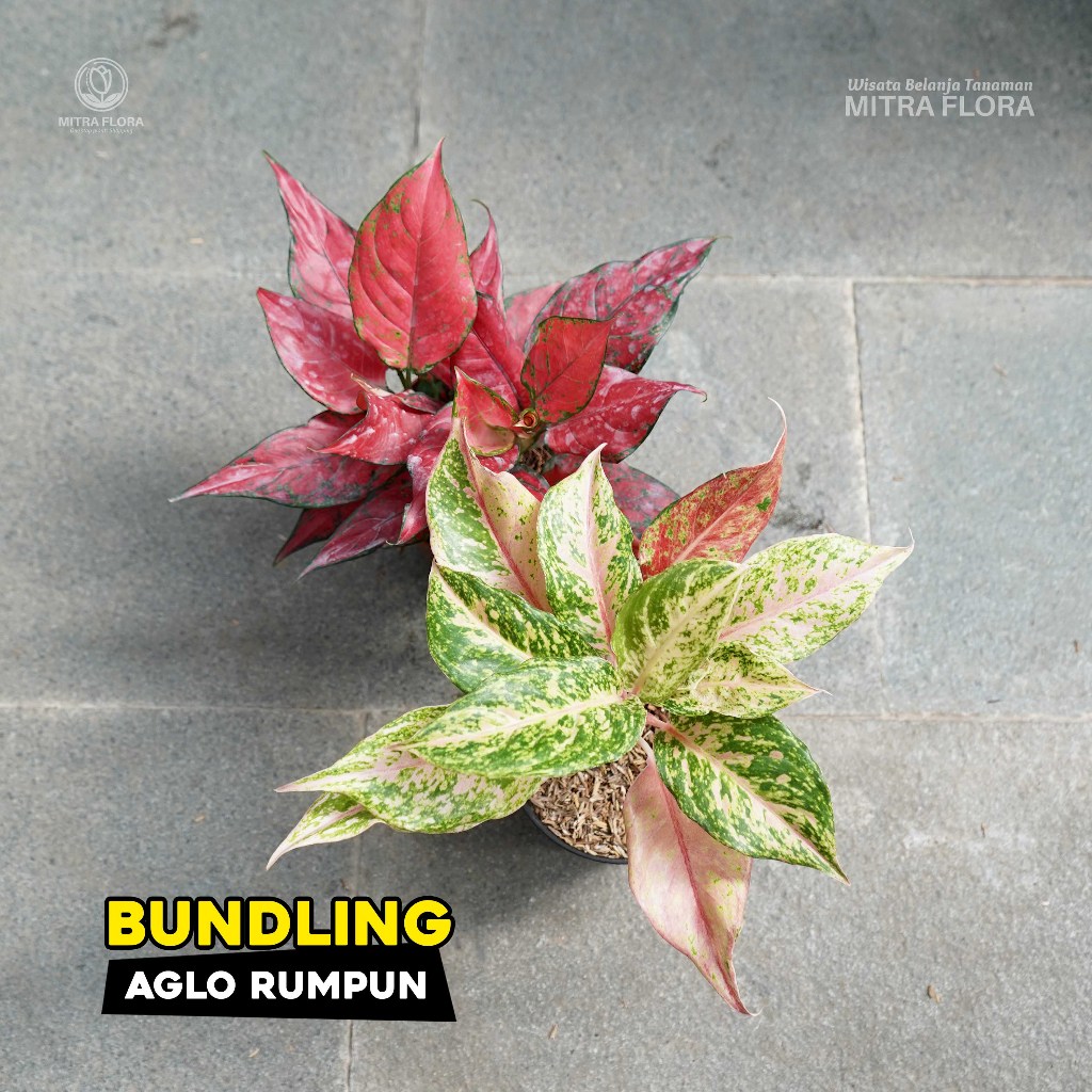 Bundling Aglonema Rumpun
