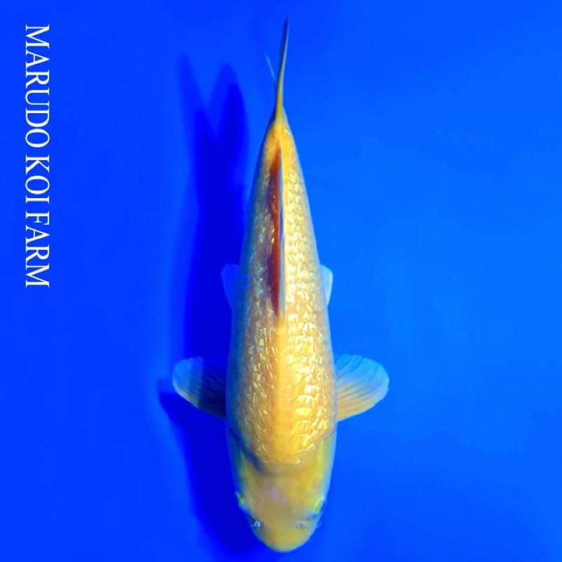 

Karashi Ginrin Serti Marudo