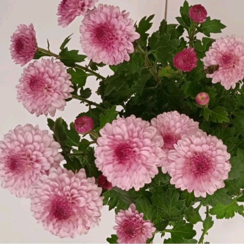 aster krisan pink pompom