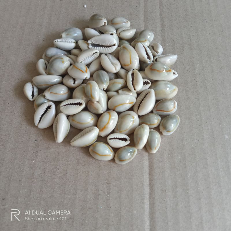 cangkang kerang kuwuk coklat