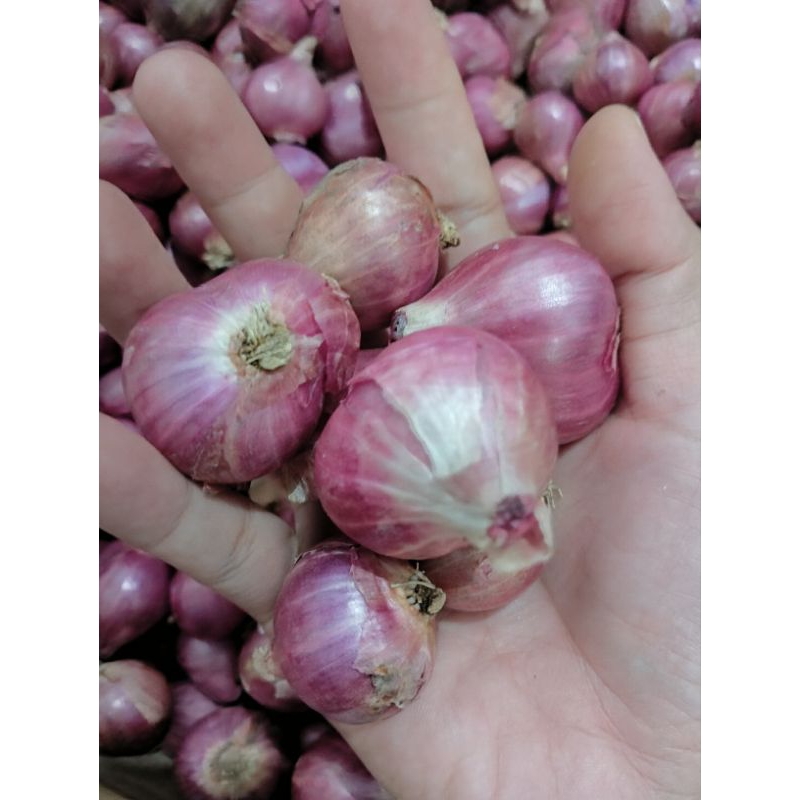 

KARDUS ISI BAWANG MERAH LOKAL SUPER KONDISI KERING 500gr