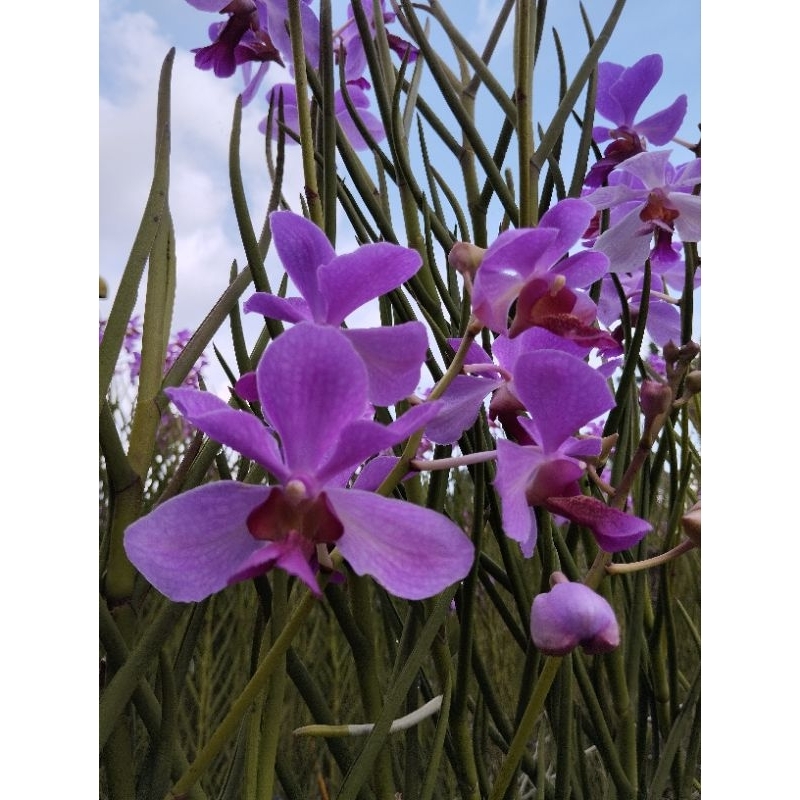 ANGGREK VANDA DOUGLAS / TANAMAN ANGGREK VANDA DOUGLAS UNGU