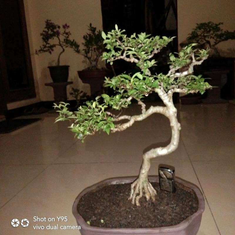 bonsai anput