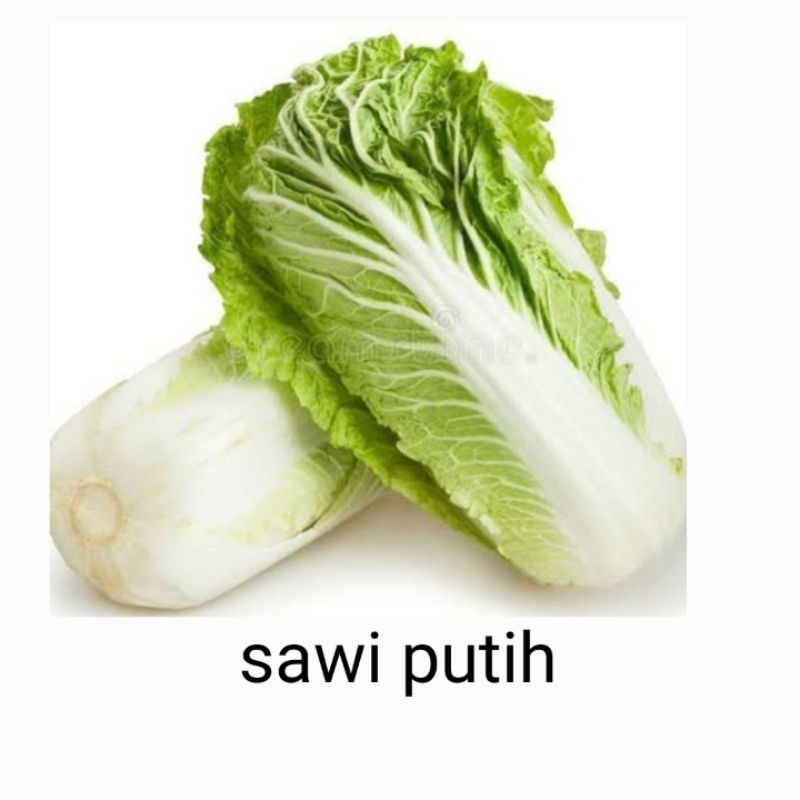 sawi putih segar