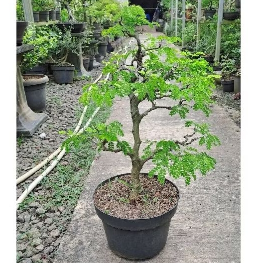Bonsai Brazilian Rain Tree (Formal Upright)