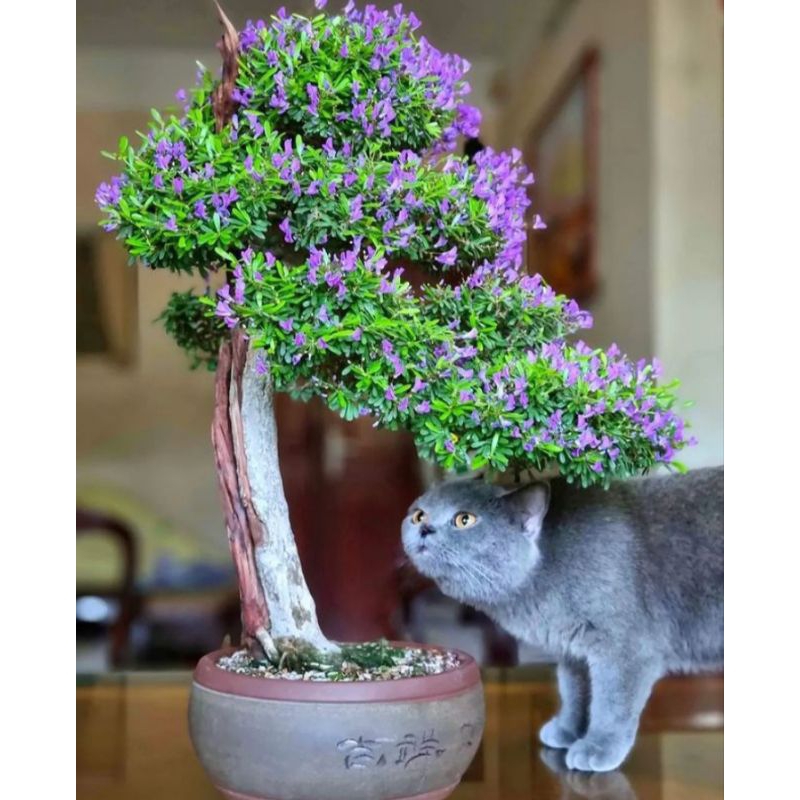 bibit bonsai saeng simbur vietnam bunga ungu/demosdium bunga ungu/saeng simbur vietnam