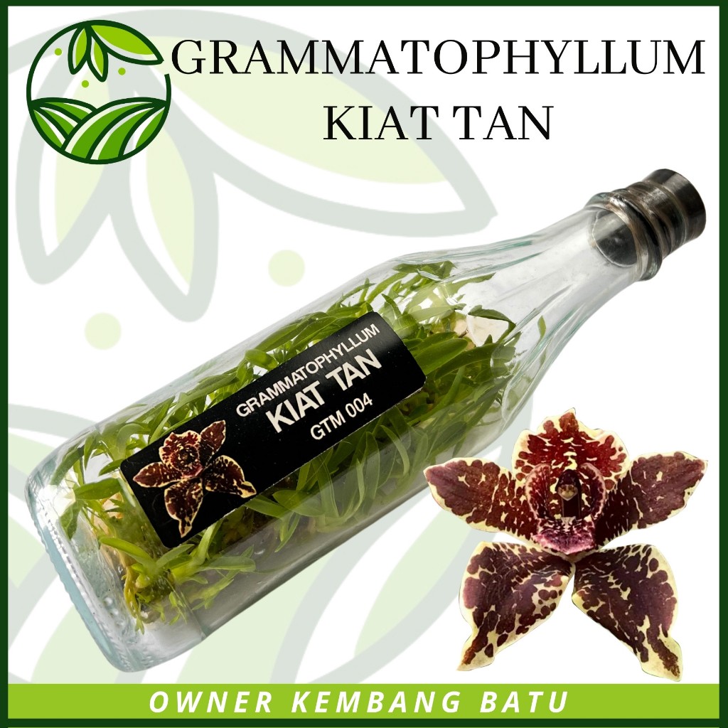 Bibit Botolan Anggrek Gramma KIAT TAN Langka Kondisi Siap Aklim Rare ID