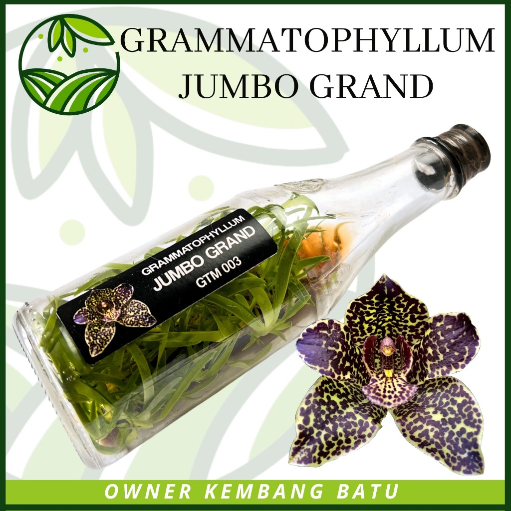 Bibit Anggrek Gramma JUMBO GRAND Botolan Siap Aklim Bunga Warna Langka