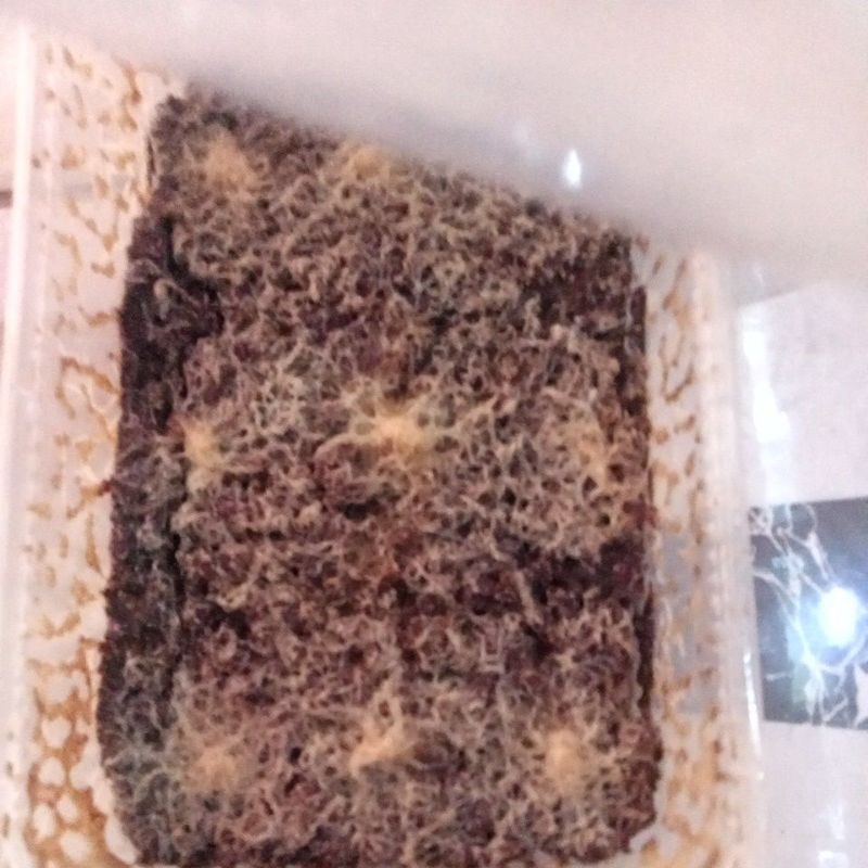 Starter Grindal worm,