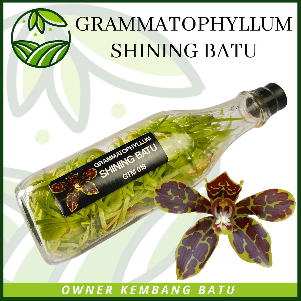 Bibit Anggrek Botol Grammatophyllum SHINING BATU Kondisi Sundul Botol