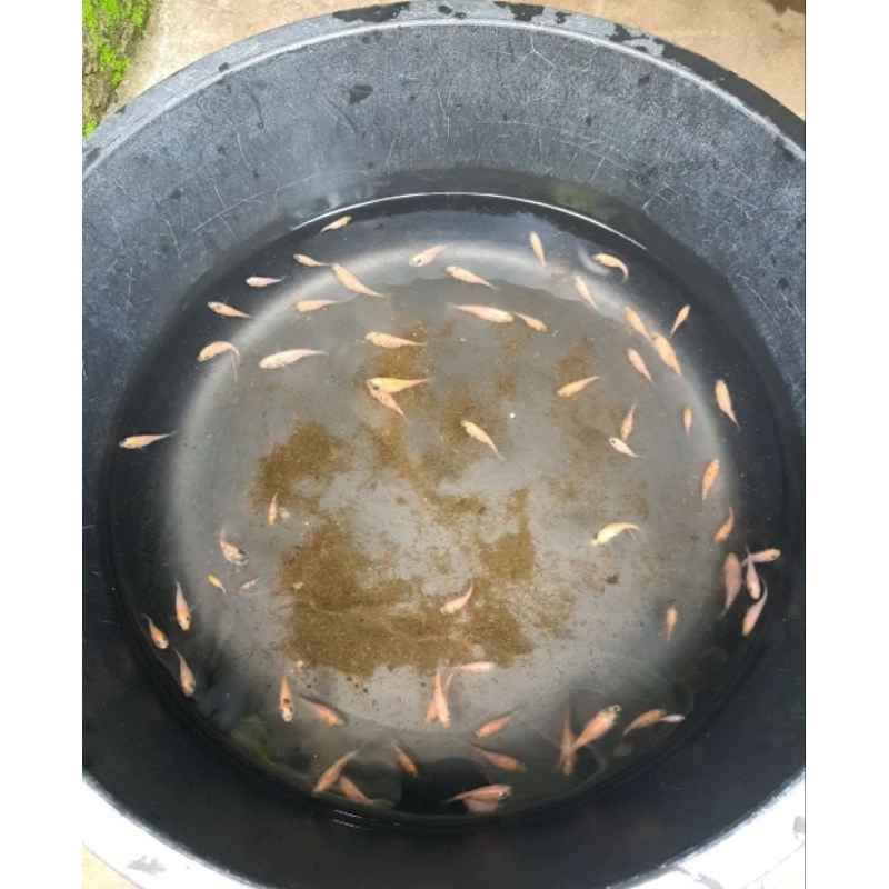 Benih Ikan Nila Merah Bangkok 2-3 cm/larva murah per 50 ekor wajib Go send wilayah Solo, Boyolali, K