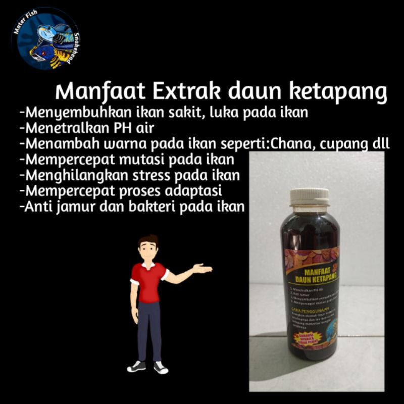 extrak daun ketapang untuk ikan sakit 250ml beli 10 biji gratis 1 biji