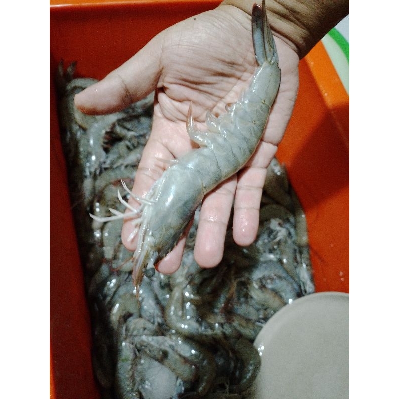 

udang jumbo vaname 1 kg tinwall