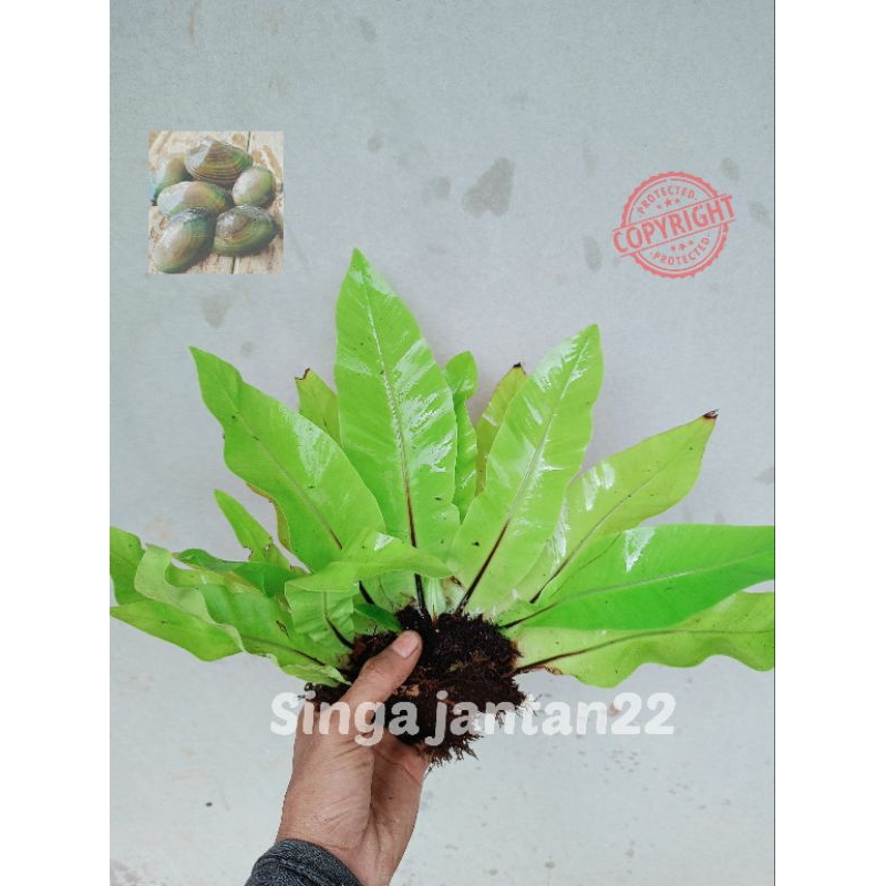 Kadaka hutan hiasan tanam dan aviary