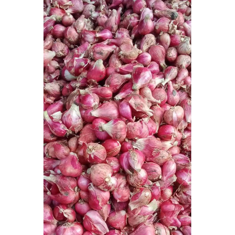 

BAWANG MERAH BREBES, BAWANG MERAH SUPER, BAWANG MERAH JAWA, BAWANG MERAH 1KG, BAWANG MERAH