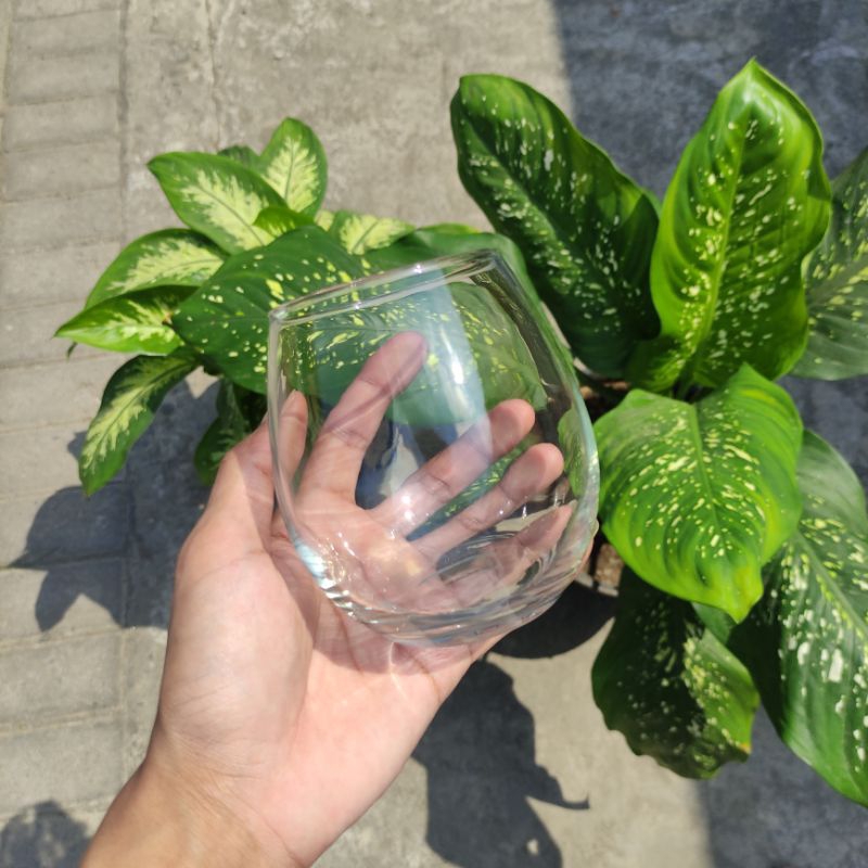 (Garansi) 1 set (6 pcs) Gelas Kaca Tuscany | Gelas Bubble Ball Jar Puding Gelas Dalgona Ice Coffe
