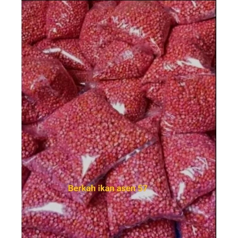 

1kg Benih jagung terbaik,SUMO,PERKASA,P27,P21,18,JAGO,SIAP TANAM