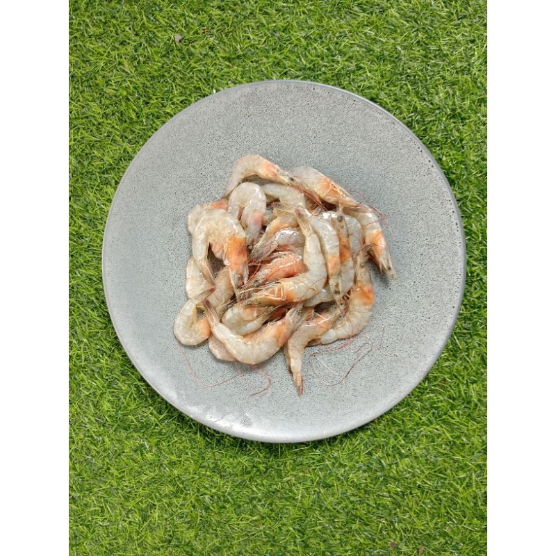 

UDANG LAUT